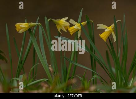 Wild Daffodils, Narcissus pseudonarcissus ssp. Pseudonarcissus, wächst am Fluss Teign, Devon. Dartmoor. Stockfoto