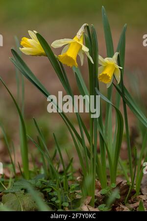Wild Daffodils, Narcissus pseudonarcissus ssp. Pseudonarcissus, wild wachsend im Teign Valley, Devon. Stockfoto