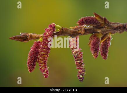 Männliche Kätzchen der einheimischen Schwarzpappel, Populus nigra subsp. Betulifolia, im frühen Frühjahr. Exmoor, Großbritannien. Stockfoto