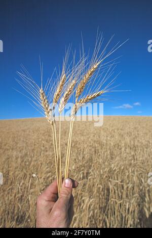 Australien. Landwirtschaft. Im Freien Nahaufnahme der Hand des Mannes, der Weizen hält. Stockfoto