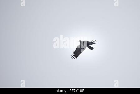 Corvus cornix fliegt über den blauen Himmel, das beste Foto. Stockfoto