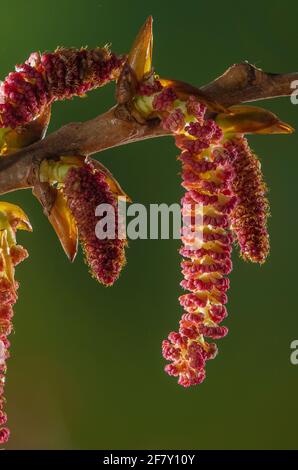 Männliche Kätzchen der einheimischen Schwarzpappel, Populus nigra subsp. Betulifolia, im frühen Frühjahr. Exmoor, Großbritannien. Stockfoto