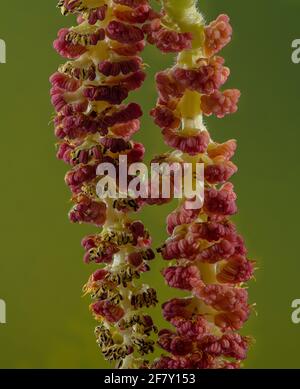 Männliche Kätzchen der einheimischen Schwarzpappel, Populus nigra subsp. Betulifolia, im frühen Frühjahr. Exmoor, Großbritannien. Stockfoto