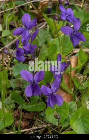 Blüten von Süßviolett, Viola odorata - violette Form - im frühen Frühjahr. Stockfoto