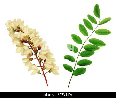 Weißer Blumenstrauß und Blätter in doppelten Reihen von Akazien, isoliert auf weißem Hintergrund. Stockfoto