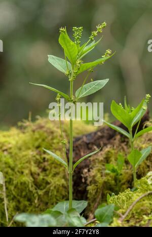 Das Quecksilber des Hundes, Mercurialis perennis, blüht im Frühjahr im Wald. Männliche Pflanzen. Stockfoto