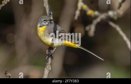 Graue Bachstelze, Motacilla cinerea, die im Frühjahr durch einen schnell fließenden Bach im Busch thront. Stockfoto