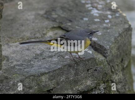 Männliche Graustelze, Motacilla cinerea, auf Brücke durch schnell fließenden Bach im frühen Frühjahr. Stockfoto