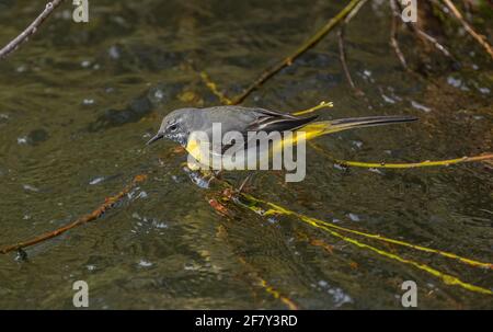 Graue Bachstelze, Motacilla cinerea, Fütterung unter Wasserunkraut um Weidenwurzeln in schnell fließenden Bach, frühes Frühjahr. Stockfoto