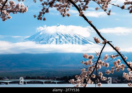 Mt. Fuji und Kirschblüten am Lake Kawaguchi , Fujikawaguchiko Town, Yamanashi, Japan