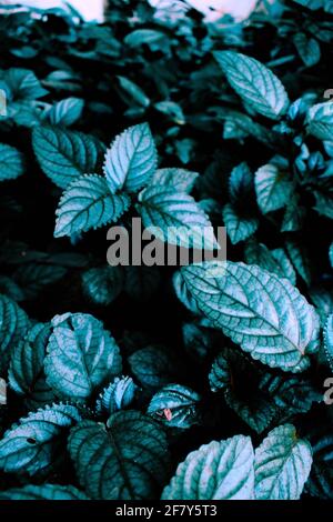 Grüne Blätter in dunklem Thema mit gelben Blüten machen ein Schöner Hintergrund Stockfoto