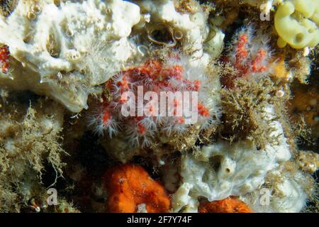 Wertvolle Korallen oder Rote Korallen (Corallium rubrum) im Mittelmeer Stockfoto