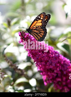 Danaus plexippus, Monarch Butterfly auf der Buddlia-Pflanze an der kalifornischen Zentralküste. Foto von Jennifer Graylock-Graylock.com Stockfoto