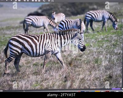 Zebras grasen mit Vögeln im San Simeon Park, hearst Castle, an der kalifornischen Zentralküste. Foto von Jennifer Graylock-Graylock.com Stockfoto