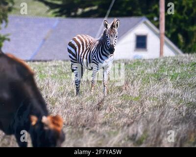 Zebras grasen mit Vögeln im San Simeon Park, hearst Castle, an der kalifornischen Zentralküste. Foto von Jennifer Graylock-Graylock.com Stockfoto