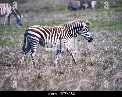 Zebras grasen mit Vögeln im San Simeon Park, hearst Castle, an der kalifornischen Zentralküste. Foto von Jennifer Graylock-Graylock.com Stockfoto