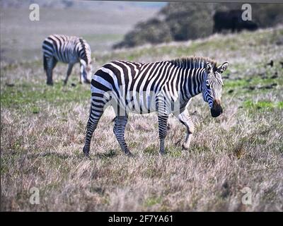 Zebras grasen mit Vögeln im San Simeon Park, hearst Castle, an der kalifornischen Zentralküste. Foto von Jennifer Graylock-Graylock.com Stockfoto