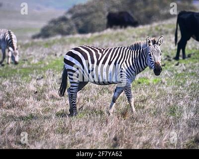 Zebras grasen mit Vögeln im San Simeon Park, hearst Castle, an der kalifornischen Zentralküste. Foto von Jennifer Graylock-Graylock.com Stockfoto