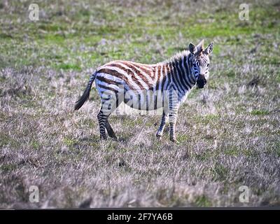 Zebras grasen mit Vögeln im San Simeon Park, hearst Castle, an der kalifornischen Zentralküste. Foto von Jennifer Graylock-Graylock.com Stockfoto