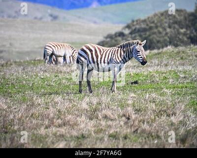 Zebras grasen mit Vögeln im San Simeon Park, hearst Castle, an der kalifornischen Zentralküste. Foto von Jennifer Graylock-Graylock.com Stockfoto