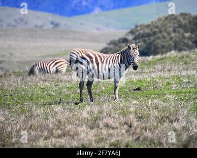 Zebras grasen mit Vögeln im San Simeon Park, hearst Castle, an der kalifornischen Zentralküste. Foto von Jennifer Graylock-Graylock.com Stockfoto