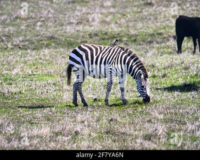 Zebras grasen mit Vögeln im San Simeon Park, hearst Castle, an der kalifornischen Zentralküste. Foto von Jennifer Graylock-Graylock.com Stockfoto