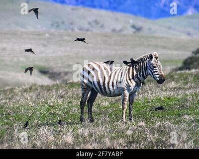 Zebras grasen mit Vögeln im San Simeon Park, hearst Castle, an der kalifornischen Zentralküste. Foto von Jennifer Graylock-Graylock.com Stockfoto