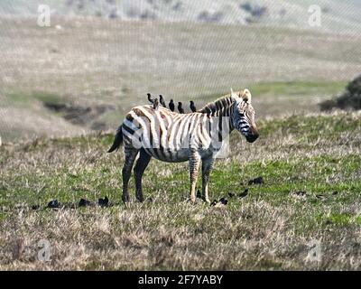 Zebras grasen mit Vögeln im San Simeon Park, hearst Castle, an der kalifornischen Zentralküste. Foto von Jennifer Graylock-Graylock.com Stockfoto