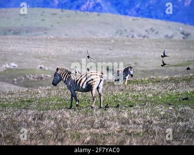 Zebras grasen mit Vögeln im San Simeon Park, hearst Castle, an der kalifornischen Zentralküste. Foto von Jennifer Graylock-Graylock.com Stockfoto