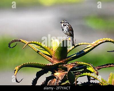 Vogel, der auf einer Aloe-Pflanze an der kalifornischen Zentralküste thront. Foto von Jennifer Graylock-Graylock.com Stockfoto
