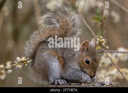 Graues Eichhörnchen, Sciurus carolinensis, füttert Vogelsamen zwischen der Schwarzdornblüte. Stockfoto