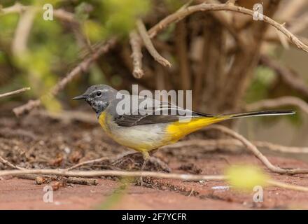 Männliche graue Bachstelze, Motacilla cinerea, auf der Brücke über einen schnell fließenden Bach im frühen Frühjahr. Stockfoto