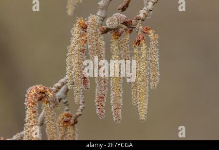 Männliche Kätzchen der Graupappel, Populus x canescens, im frühen Frühjahr. Stockfoto