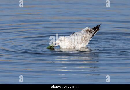 Unreife Heringmöwe, Larus argentatus, auf der Suche nach Nahrung in der flachen Lagune von Poole. Stockfoto