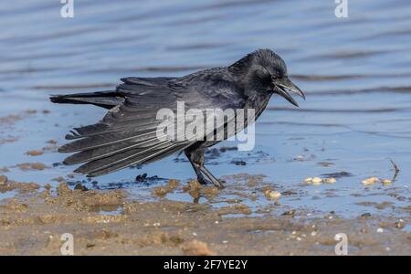 Aaskrähe, Corvus Corone, füttert am Rande der flachen Küstenlagune, Poole Harbour. Stockfoto