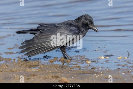 Aaskrähe, Corvus Corone, füttert am Rande der flachen Küstenlagune, Poole Harbour. Stockfoto