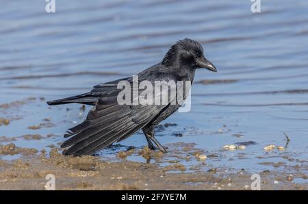 Aaskrähe, Corvus Corone, füttert am Rande der flachen Küstenlagune, Poole Harbour. Stockfoto