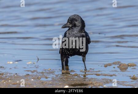 Aaskrähe, Corvus Corone, füttert am Rande der flachen Küstenlagune, Poole Harbour. Stockfoto