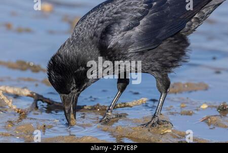 Aaskrähe, Corvus Corone, füttert am Rande der flachen Küstenlagune, Poole Harbour. Stockfoto