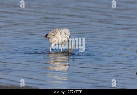 Unreife Heringmöwe, Larus argentatus, sucht nach Nahrung (aber findet Müll) in der seichten Lagune, Poole. Stockfoto