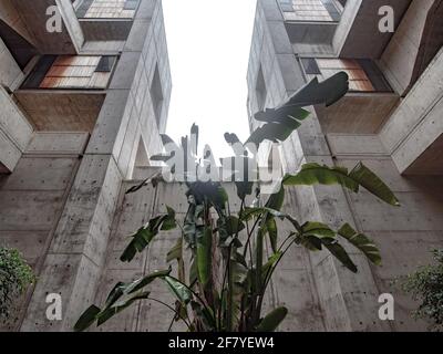 Grüne Pflanze vor einer grauen Betonwand Nach oben Stockfoto