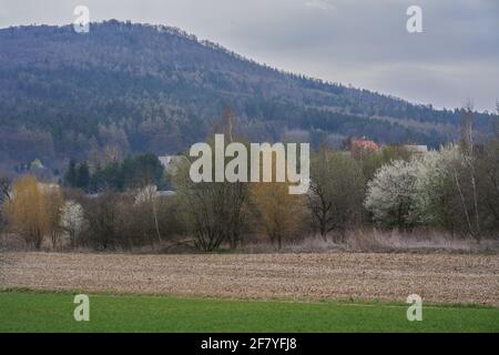 Frühes Frühjahr ländliche niederschlesische Landschaft mit blühenden Bäumen und Keimung grüne Felder Niederschlesien Polen Stockfoto