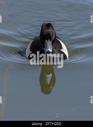 Männliche Tuftente, Aythya fuligula, schwimmend in der Küstenlagune. Stockfoto