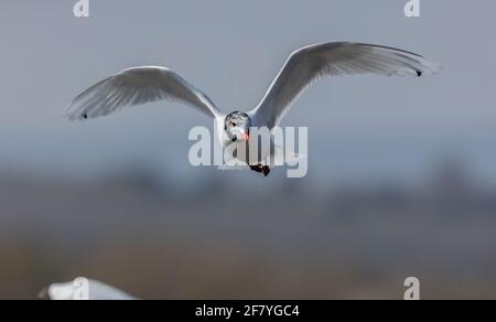 Möwe, Ichthyaetus melanocephalus, im Flug; kommt gerade in das Brutgefieder. Dorset. Stockfoto