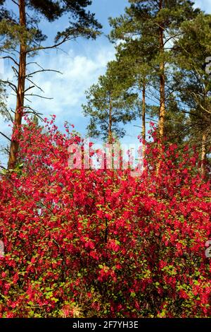 Ribes sanguineum Koja blühende Sträucher Stockfoto