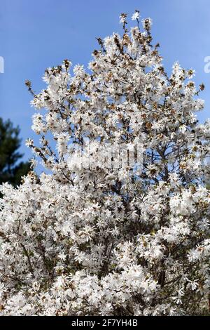 Magnolia stellata Baum in voller Blüte Stockfoto