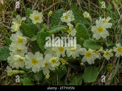 Primula vulgaris, ein Klumpen gemeiner Primel, am Straßenrand, Dorset. Stockfoto