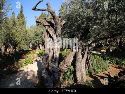 Der Garten von Gethsemane in Jerusalem Stockfoto