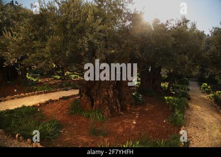 Der Garten von Gethsemane in Jerusalem Stockfoto