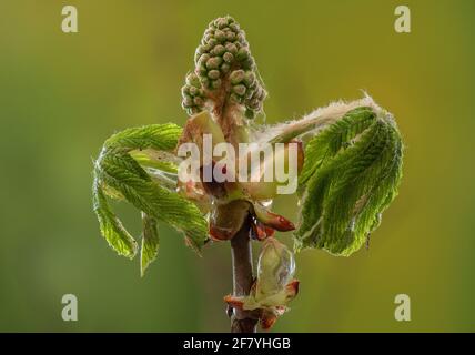 Im frühen Frühjahr erscheinen Blätter und Blüten von Horse Chestnut, Aesculus hippocastanum. Stockfoto